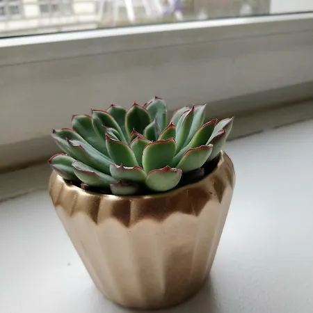 Апартаменты Avi Burgplatz *