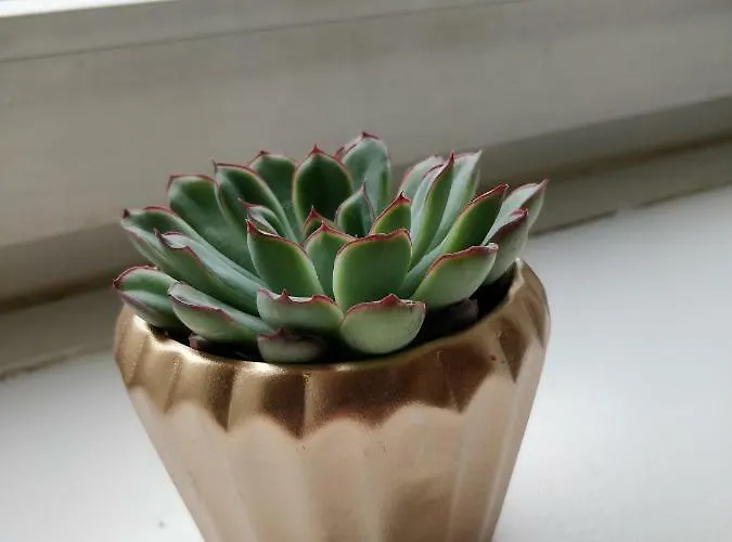 Appartamento Avi Burgplatz *